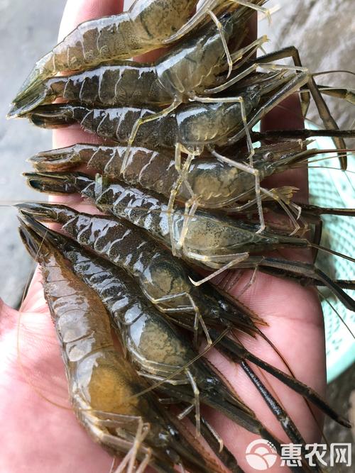 东北养草虾品种技术有哪些要点?-第1张图片-宁夏农业信息网 东北养草虾品种技术有哪些要点?-第1张图片-宁夏农业信息网