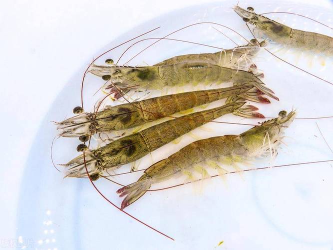 东北养草虾品种技术有哪些要点?-第3张图片-宁夏农业信息网 东北养草虾品种技术有哪些要点?-第3张图片-宁夏农业信息网