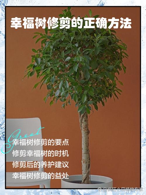 幸福树冬季怎么修剪?图解来了!-第2张图片-宁夏农业信息网 幸福树冬季怎么修剪?图解来了!-第2张图片-宁夏农业信息网