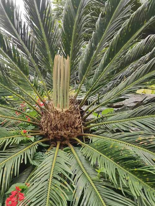 最贵的苏铁品种是哪个？-第2张图片-宁夏农业信息网