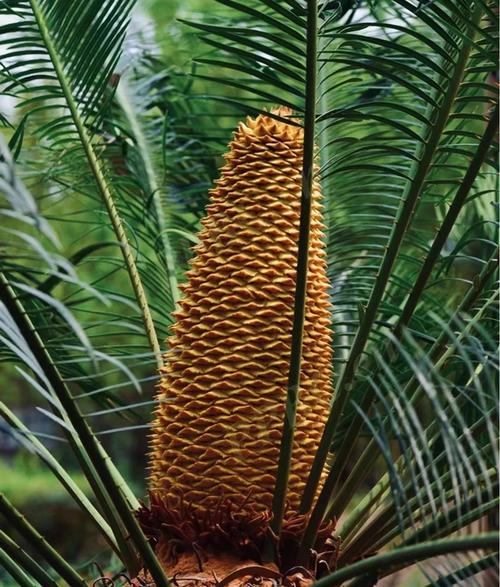 最贵的苏铁品种是哪个？-第1张图片-宁夏农业信息网