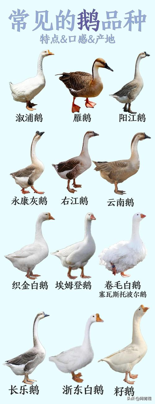 近期适合养什么品种的鹅-第2张图片-宁夏农业信息网