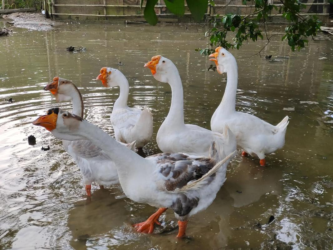 近期适合养什么品种的鹅-第1张图片-宁夏农业信息网