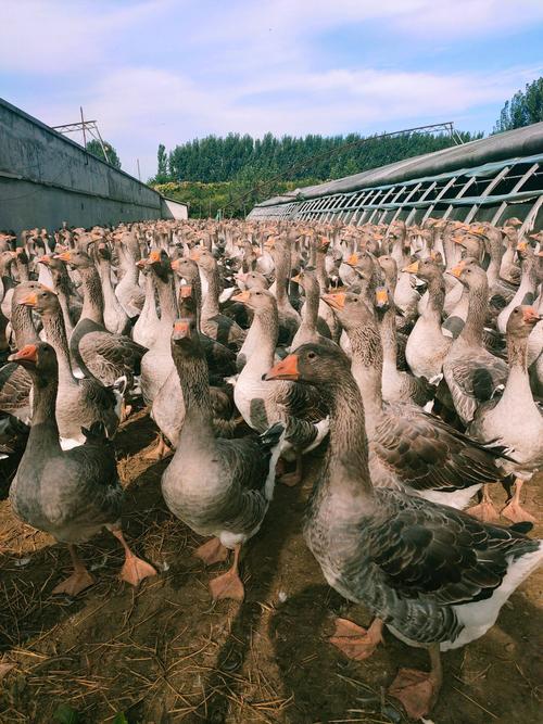 近期适合养什么品种的鹅-第3张图片-宁夏农业信息网