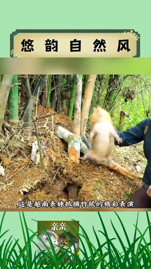 最快的方法捕捉野生竹鼠-第1张图片-宁夏农业信息网