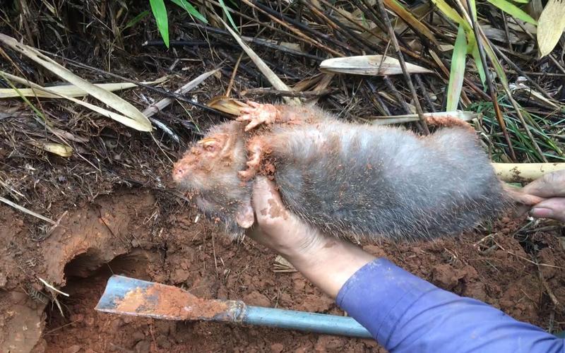 最快的方法捕捉野生竹鼠-第2张图片-宁夏农业信息网