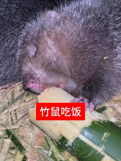 最快的方法捕捉野生竹鼠-第3张图片-宁夏农业信息网