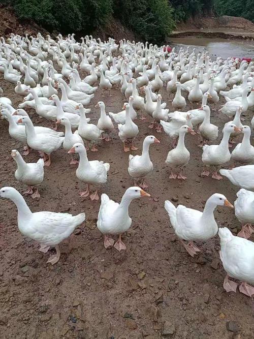 网上买的白鹅是什么品种-第1张图片-宁夏农业信息网