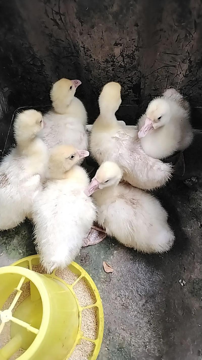 网上买的白鹅是什么品种-第2张图片-宁夏农业信息网