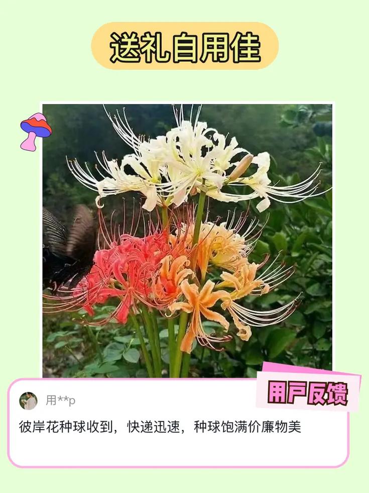 彼岸花冬季怎么养殖方法-第1张图片-宁夏农业信息网 彼岸花冬季怎么养殖方法-第1张图片-宁夏农业信息网