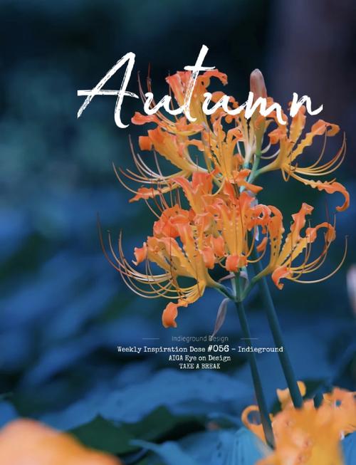 彼岸花冬季怎么养殖方法-第3张图片-宁夏农业信息网 彼岸花冬季怎么养殖方法-第3张图片-宁夏农业信息网