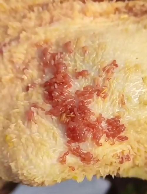 羊前后盘吸虫病防治方法-第2张图片-宁夏农业信息网