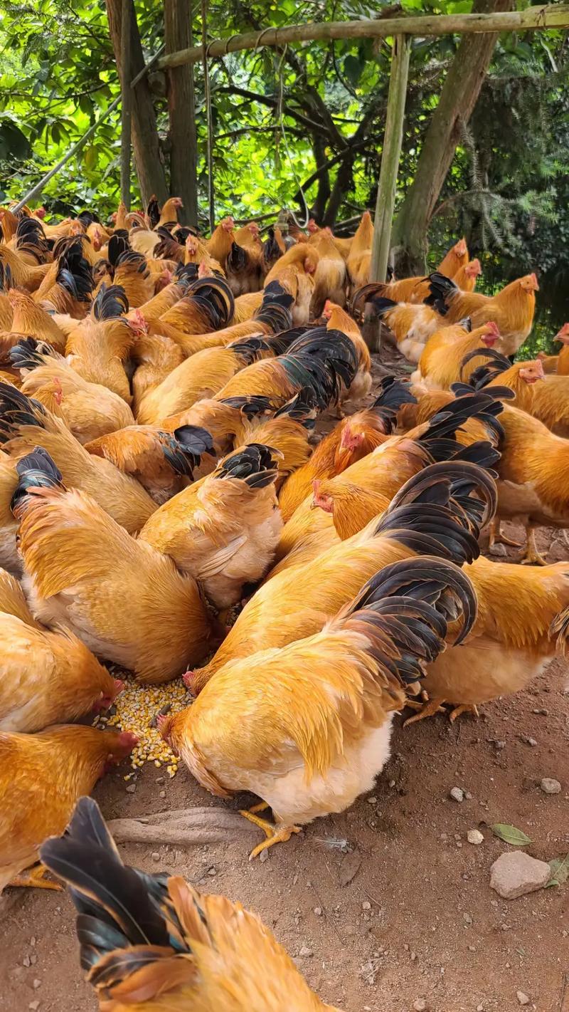 北方散养适合养哪些鸡品种?-第1张图片-宁夏农业信息网 北方散养适合养哪些鸡品种?-第1张图片-宁夏农业信息网