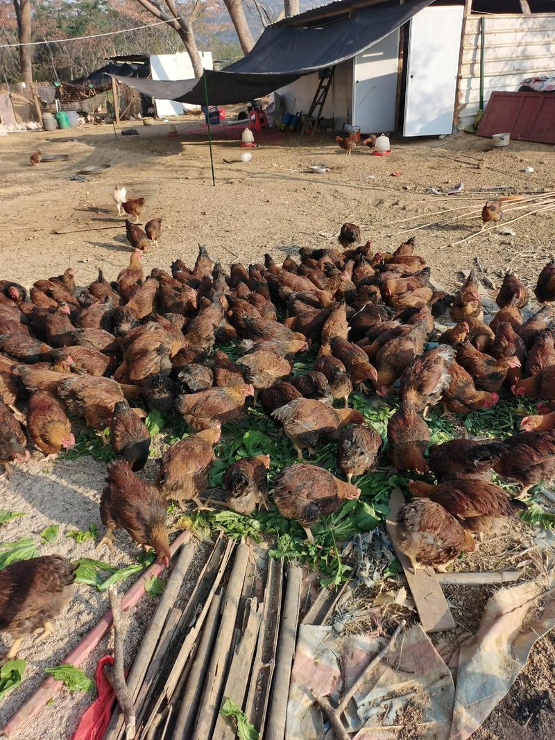 北方散养适合养哪些鸡品种？-第2张图片-宁夏农业信息网