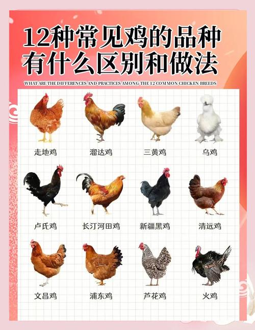 北方散养适合养哪些鸡品种?-第3张图片-宁夏农业信息网 北方散养适合养哪些鸡品种?-第3张图片-宁夏农业信息网