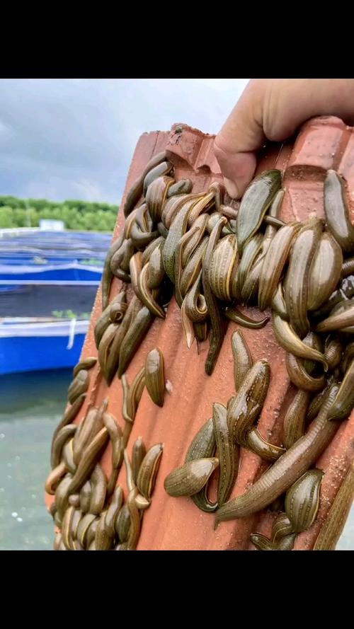 水蛭品种到底有多少？-第2张图片-宁夏农业信息网