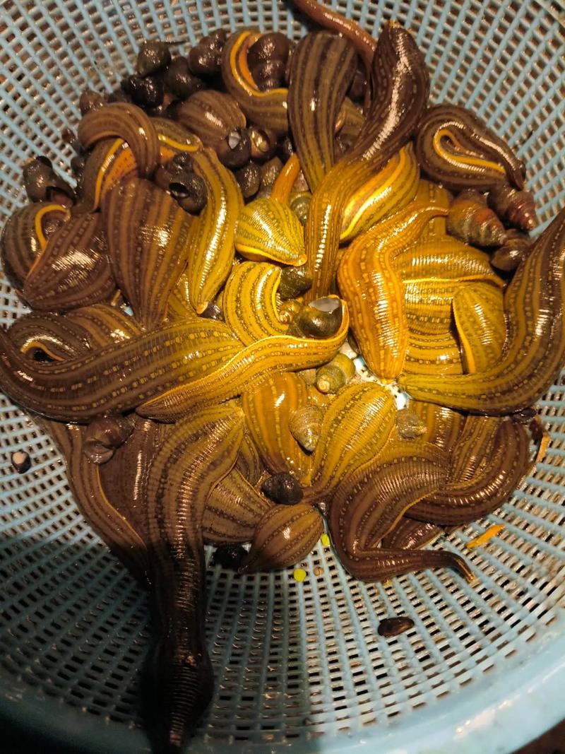 水蛭品种到底有多少？-第3张图片-宁夏农业信息网