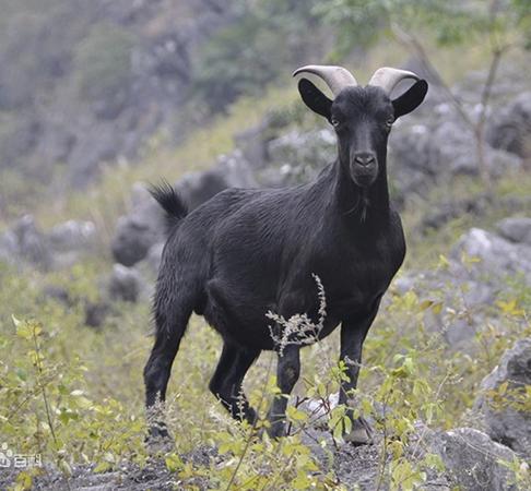 广西适合养什么羊品种？-第1张图片-宁夏农业信息网