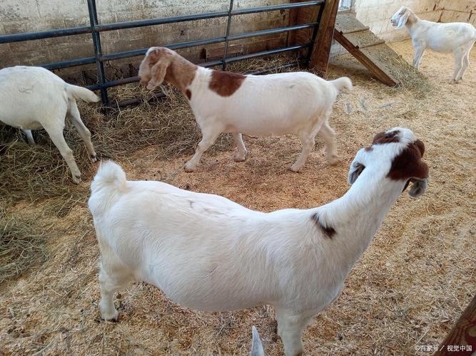 农村家庭养羊什么品种好-第1张图片-宁夏农业信息网