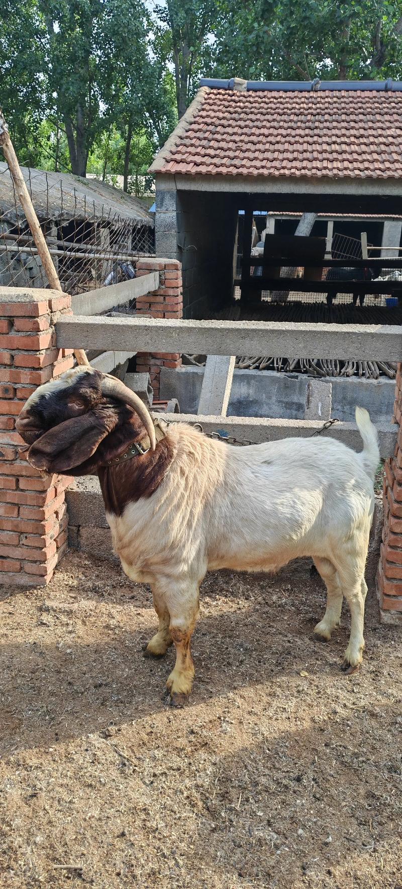 农村家庭养羊什么品种好-第2张图片-宁夏农业信息网