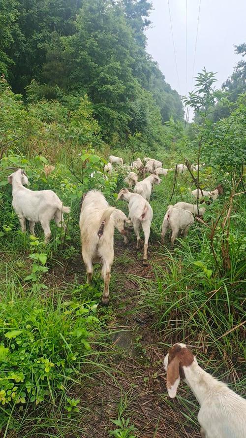 农村家庭养羊什么品种好-第3张图片-宁夏农业信息网