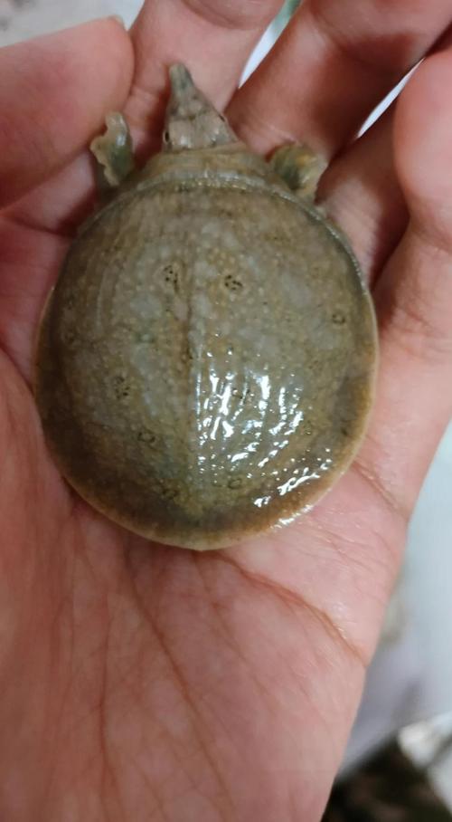 水产甲苯咪唑侵蚀皮肤-第1张图片-宁夏农业信息网