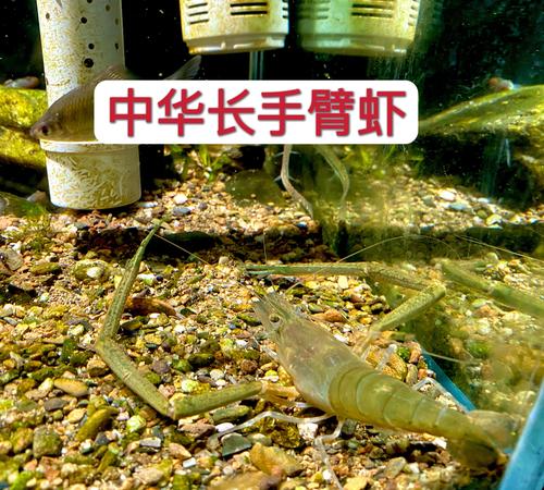 水沟里的小虾是什么品种-第1张图片-宁夏农业信息网