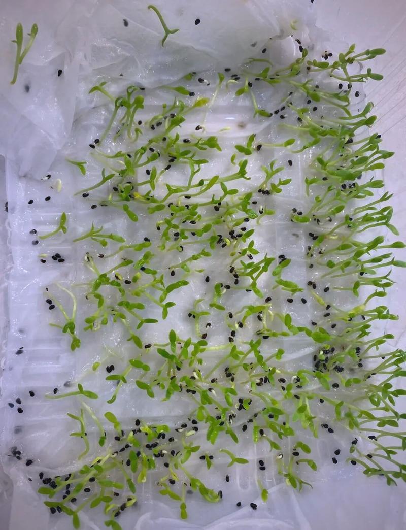 火龙果种子最新种植方法-第1张图片-宁夏农业信息网