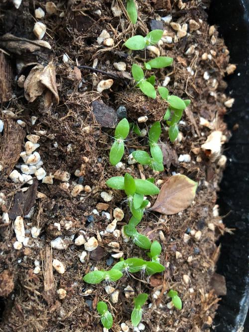 火龙果种子最新种植方法-第2张图片-宁夏农业信息网