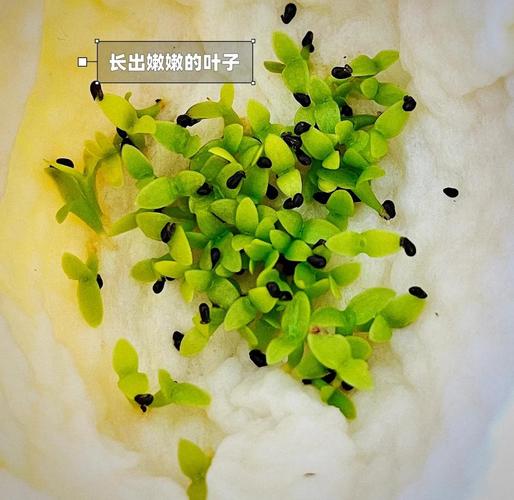 火龙果种子最新种植方法-第3张图片-宁夏农业信息网