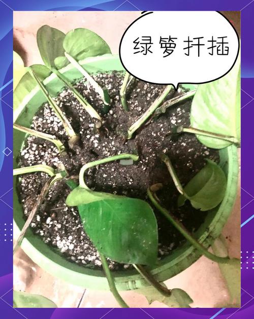 大绿萝扦插繁殖方法图解-第1张图片-宁夏农业信息网
