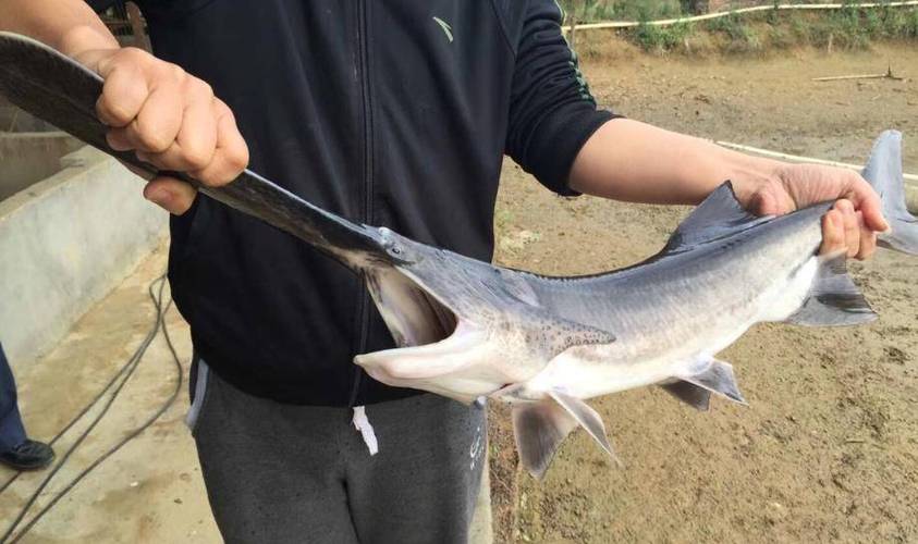 什么品种鸭嘴鱼游动性强-第2张图片-宁夏农业信息网