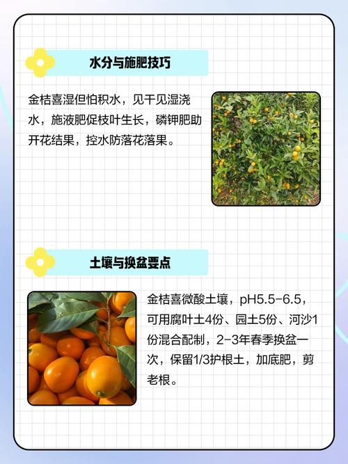 橙子籽如何种植盆栽方法-第1张图片-宁夏农业信息网