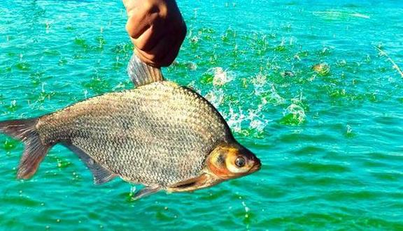 2025年8月水产市场有何新动向？-第1张图片-宁夏农业信息网