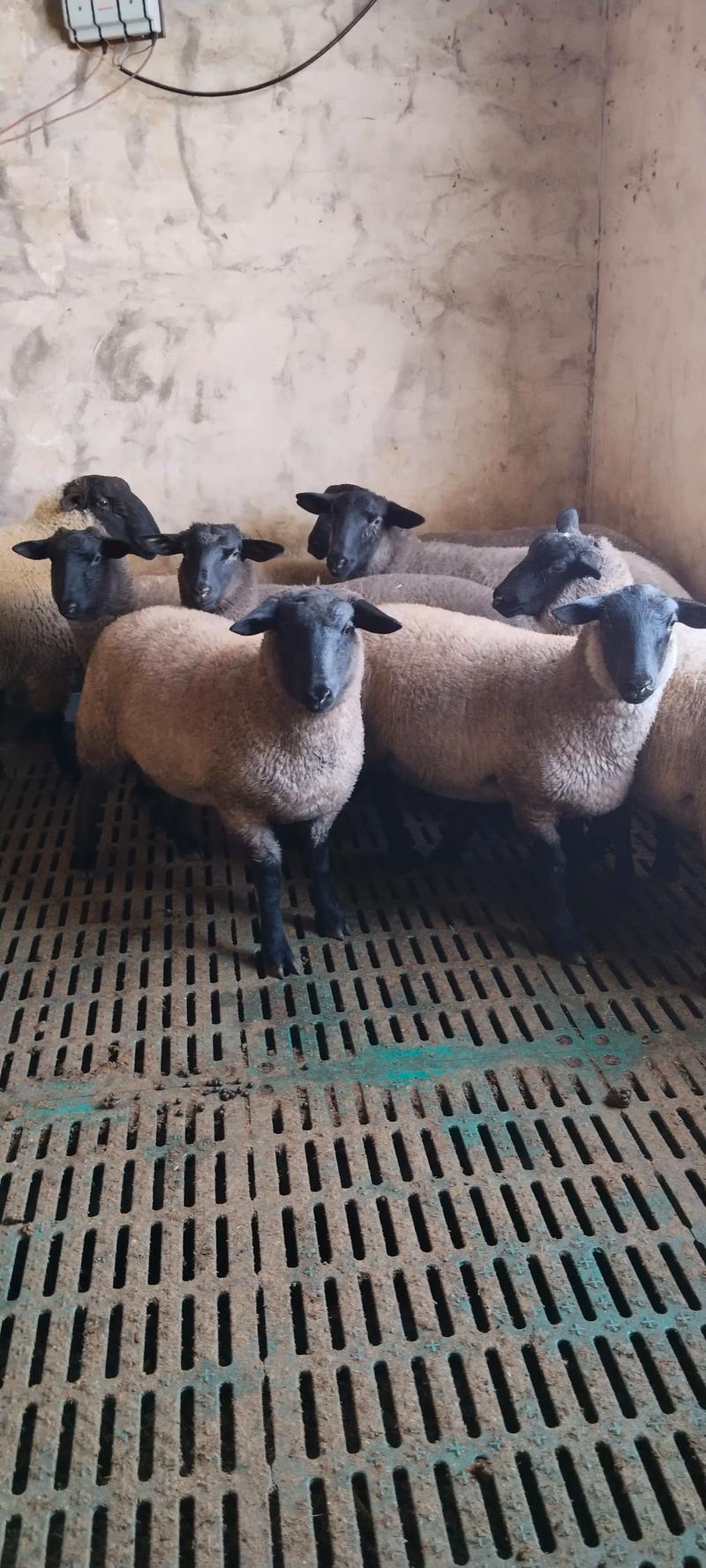 现在养什么品种羊效益高-第1张图片-宁夏农业信息网