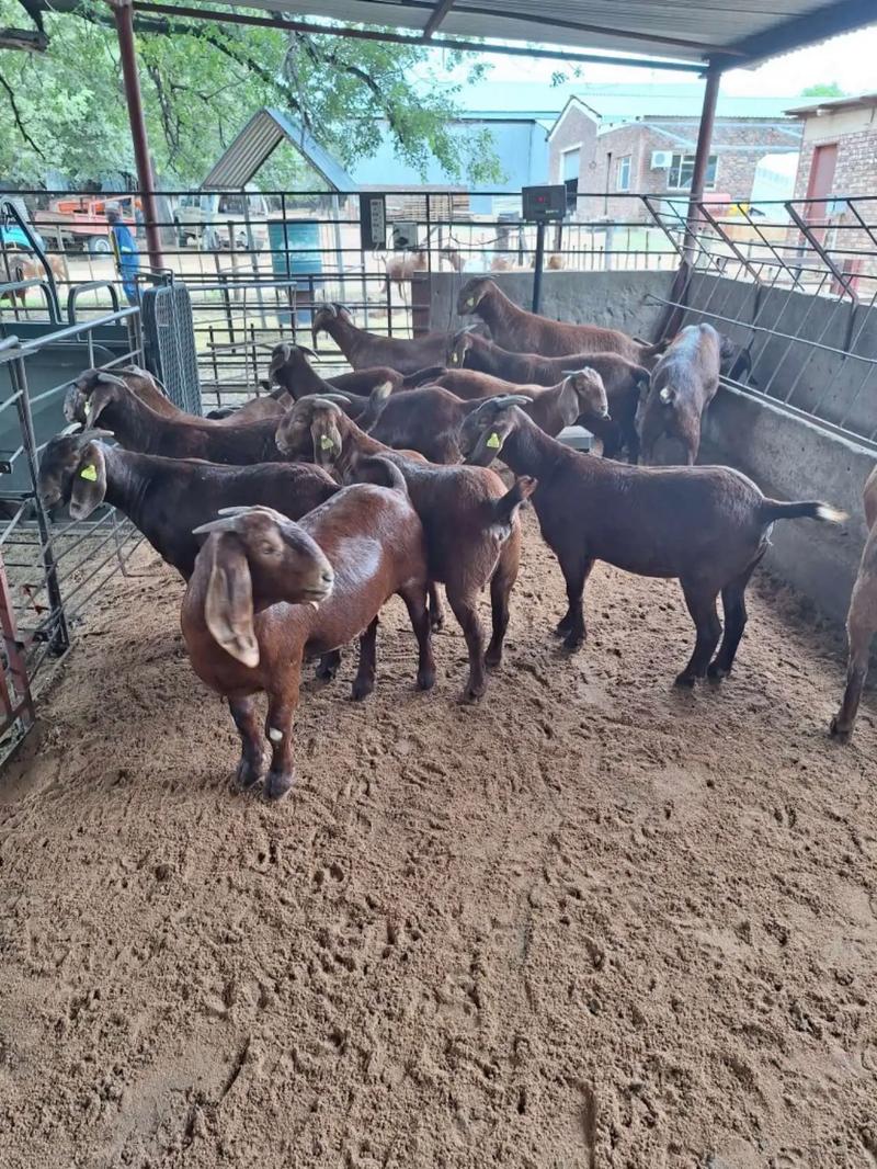 现在养什么品种羊效益高-第2张图片-宁夏农业信息网