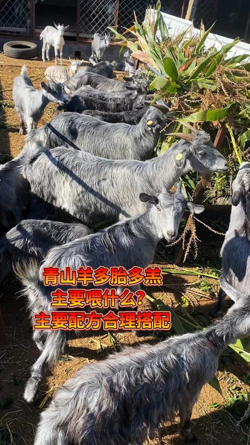 现在养什么品种羊效益高-第3张图片-宁夏农业信息网