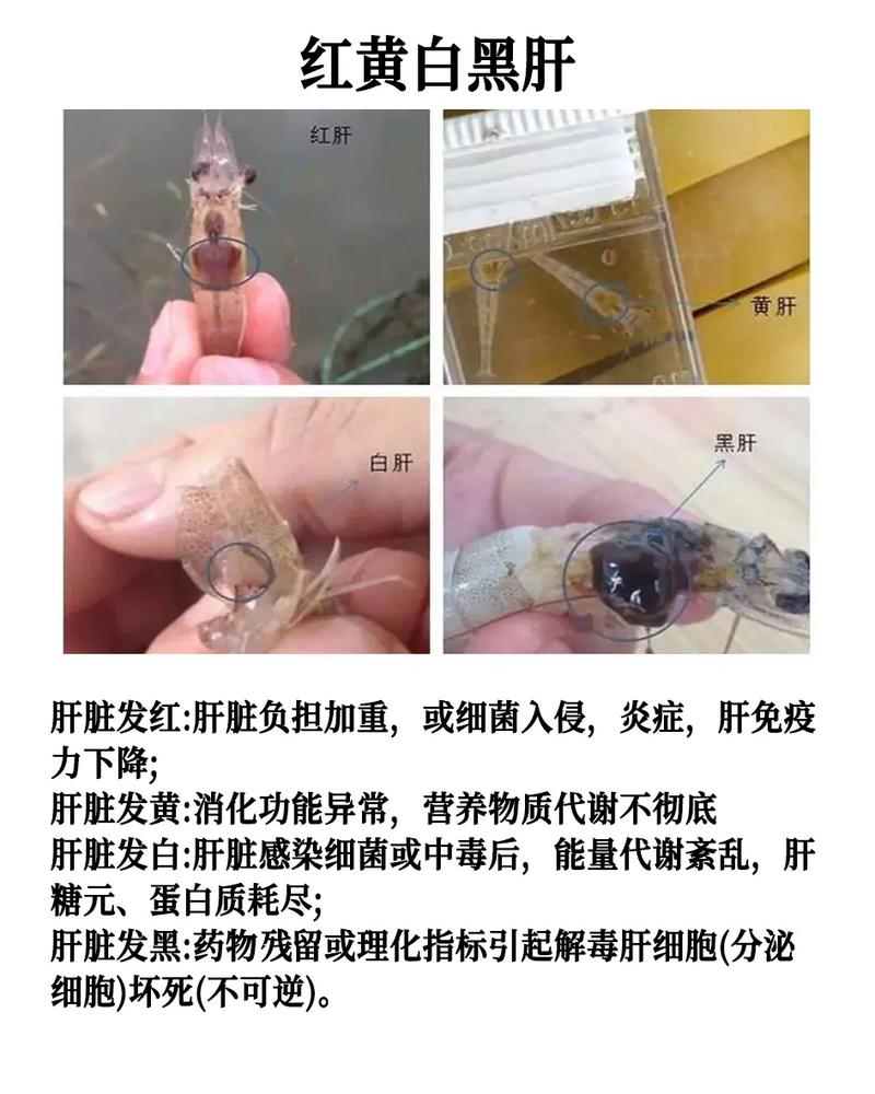 水产动物病害防治专业-第1张图片-宁夏农业信息网 水产动物病害防治专业-第1张图片-宁夏农业信息网