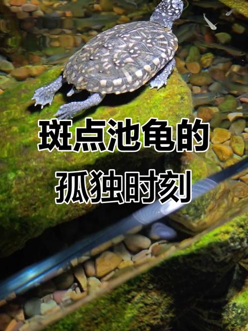 斑点池龟有哪些品种?-第2张图片-宁夏农业信息网 斑点池龟有哪些品种?-第2张图片-宁夏农业信息网
