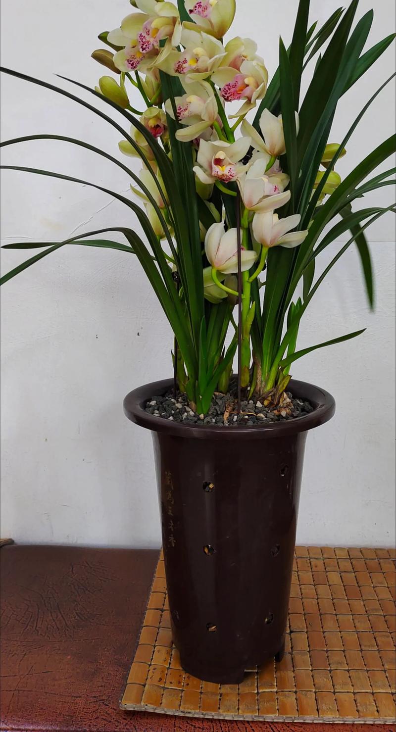 深圳新手养兰花，哪些品种好养又易活？-第1张图片-宁夏农业信息网