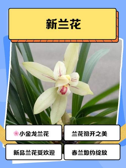 深圳新手养兰花，哪些品种好养又易活？-第2张图片-宁夏农业信息网