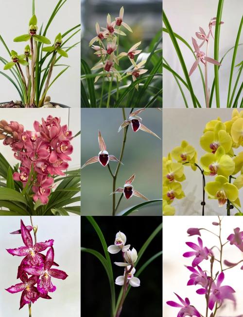 深圳新手养兰花，哪些品种好养又易活？-第3张图片-宁夏农业信息网