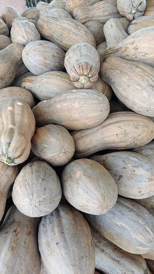 蜜本南瓜是南瓜最好品种吗？-第1张图片-宁夏农业信息网
