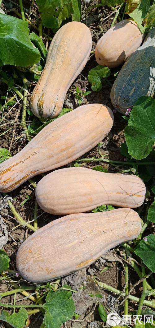 蜜本南瓜是南瓜最好品种吗？-第2张图片-宁夏农业信息网