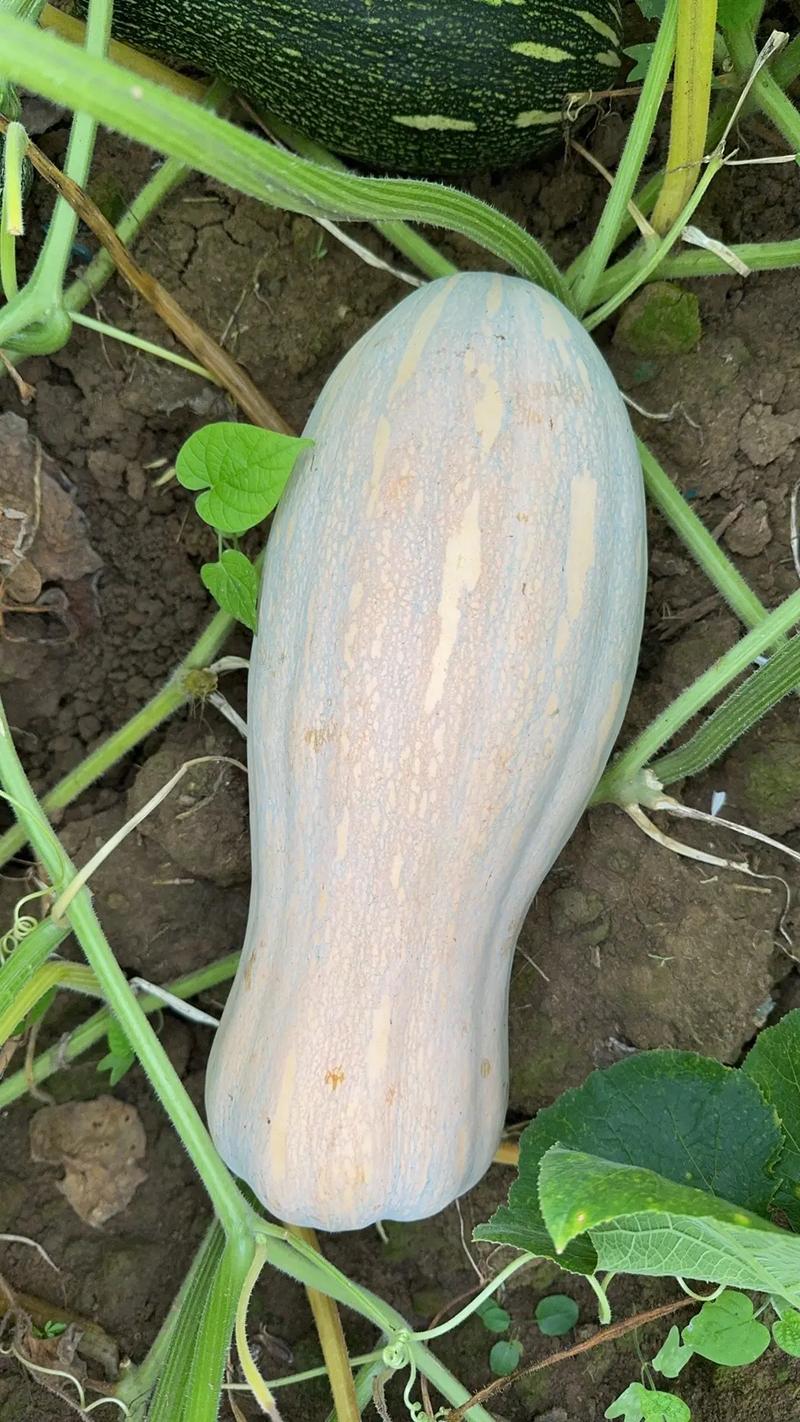 蜜本南瓜是南瓜最好品种吗？-第3张图片-宁夏农业信息网