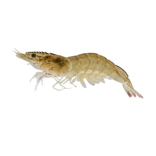 南美白对虾什么品种的好-第2张图片-宁夏农业信息网