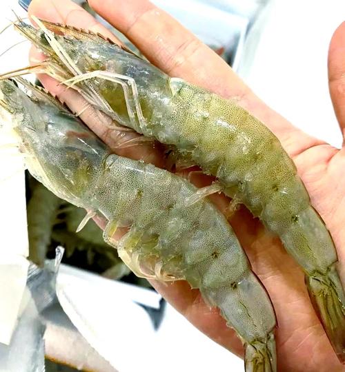 南美白对虾什么品种的好-第1张图片-宁夏农业信息网