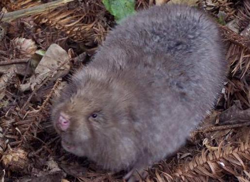 重庆野生竹鼠怎么做好吃？-第2张图片-宁夏农业信息网