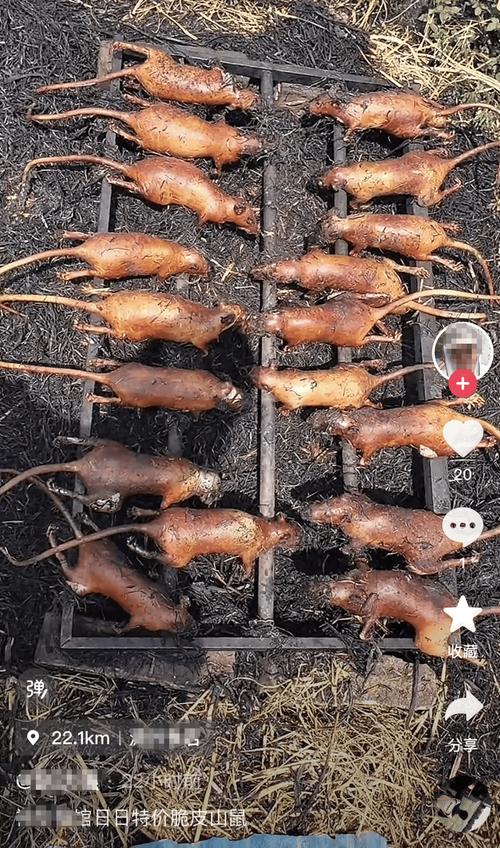 重庆野生竹鼠怎么做好吃？-第1张图片-宁夏农业信息网