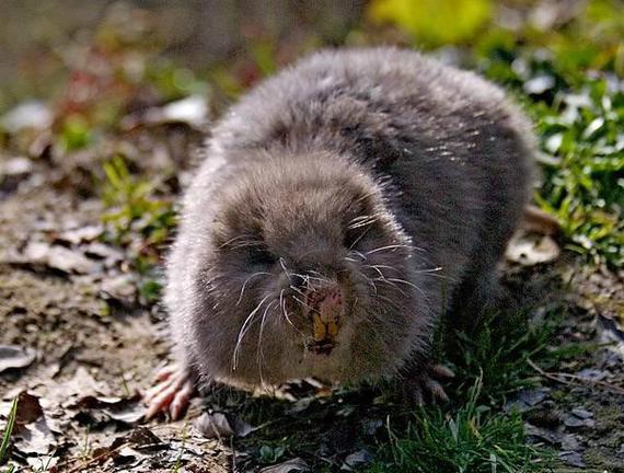 重庆野生竹鼠怎么做好吃？-第3张图片-宁夏农业信息网